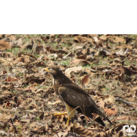 گونه سارگپه چشم سفید White-eyed Buzzard